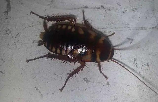 大蟑螂如何消灭有效又彻底消杀公司用的什么蟑螂药！