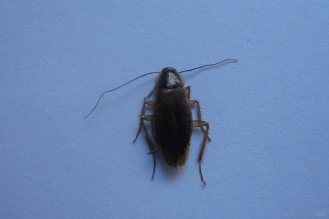 怎样消灭蟑螂最有效的方法蟑螂十大特效药什么牌子好！